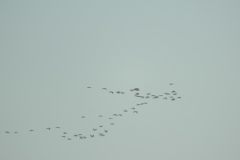 DSCN9959