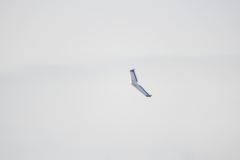 DSCN4854-628